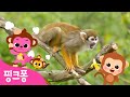 장난꾸러기 아기 원숭이 🙊 | 아기동물 동요 | 치키 치키 몽키송 따라불러요! | 핑크퐁! 인기동요