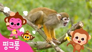 장난꾸러기 아기 원숭이 🙊 | 아기동물 동요 | 치키 치키 몽키송 따라불러요! | 핑크퐁! 인기동요