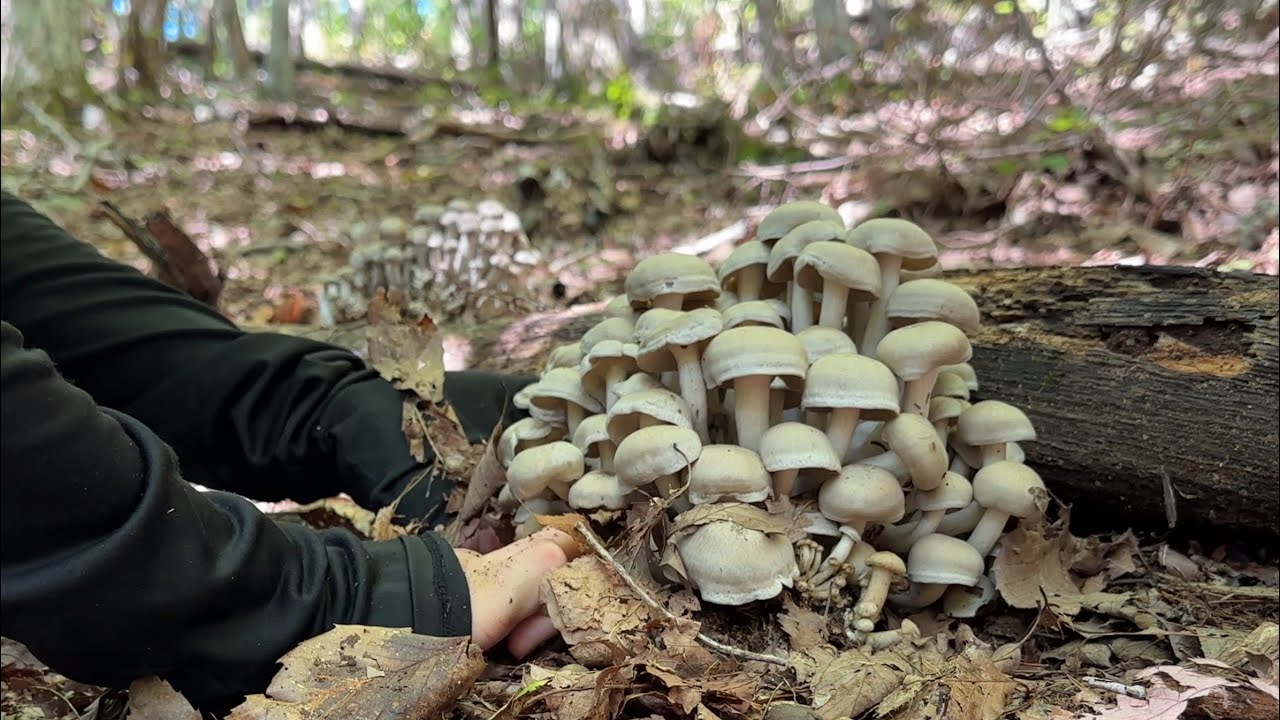 きのこ狩り　シャカシメジの大群生に感動　クリフウセンタケなども