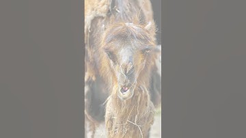 Bướu Lớn Ở Trên Lưng Và Tính Cách Đặc Trưng  Của Lạc Đà #shorts #doanlongdiscovery