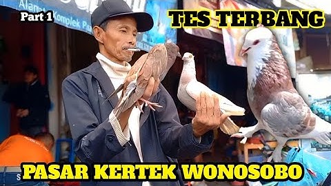 BELI MERPATI GIRINGAN DIPASAR KERTEK WONOSOBO BISA LANGSUNG DI TES TERBANG PART 1