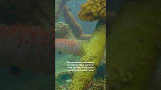 Life Below Water at Pulau Tenggol, Terengganu