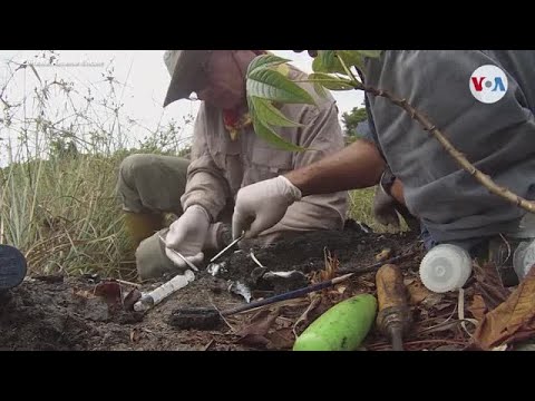 Sin recursos y con poco personal, la paleontología en Venezuela está en extinción