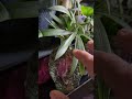 कटिंग care guide in 2 mins. #cuttings #plantcaretips #indoorplants #gardeningtips #garden #green