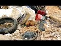 Rescue of abandoned puppy at the dump | Dog Rescue Shelter