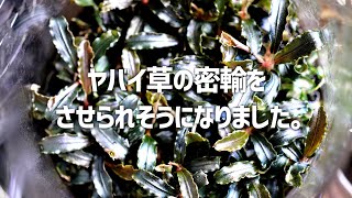 犯罪に加担させられそうになりました。#281【アクアリウム】