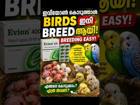 ๐ฆ Evion 400 Birds-เดจเต เดเตเดเตเดคเตเดคเดพเตฝ เดเดจเตเดคเต เดธเดเดญเดตเดฟเดเตเดเตเด?