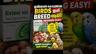🐦 Evion 400 Birds-ന് കൊടുത്താൽ എന്ത് സംഭവിക്കും?