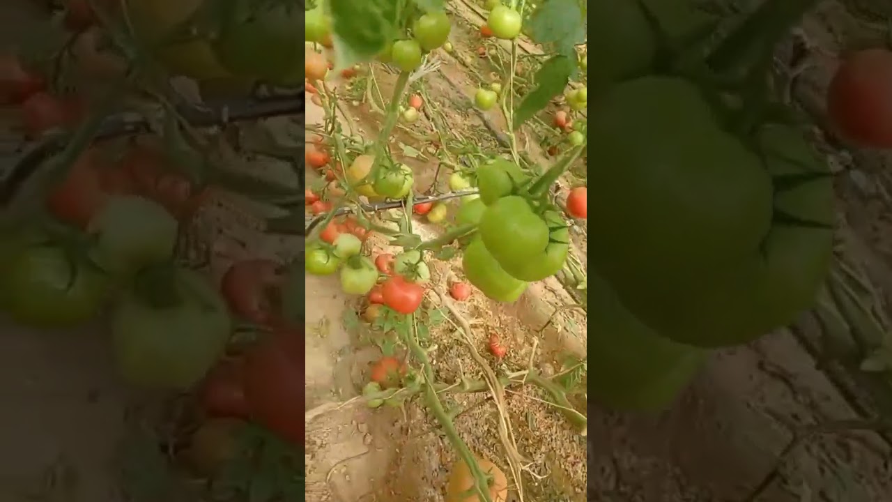 वेजटेबलेकखेति कैसेहोता है देखें और सीखें अन्य प्रकार के भाजी कैसे पैदा करते हैं @Barsatirawat-uu6hh