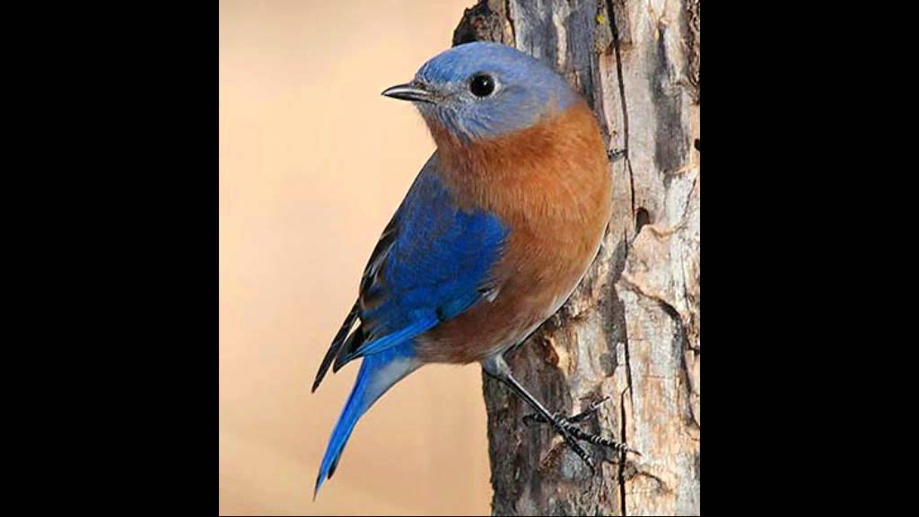 Assista a Bluebird-Buffalo Springfield no YouTube Assista a Bluebird-Buffalo Springfield no YouTube