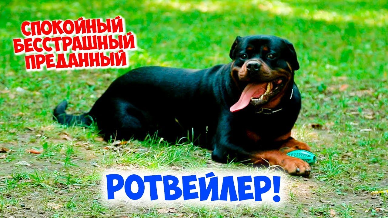 РОТВЕЙЛЕР. Описание, характер породы