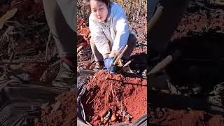 Sweet Potato Harvesting Process 🍠 #shorts #farming