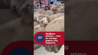 🐑 Απίθανο περιστατικό στη Γερμανία