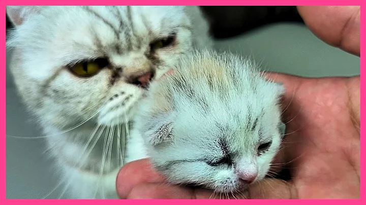 Video 8334481: scottish fold, cute kitten eyes, cat