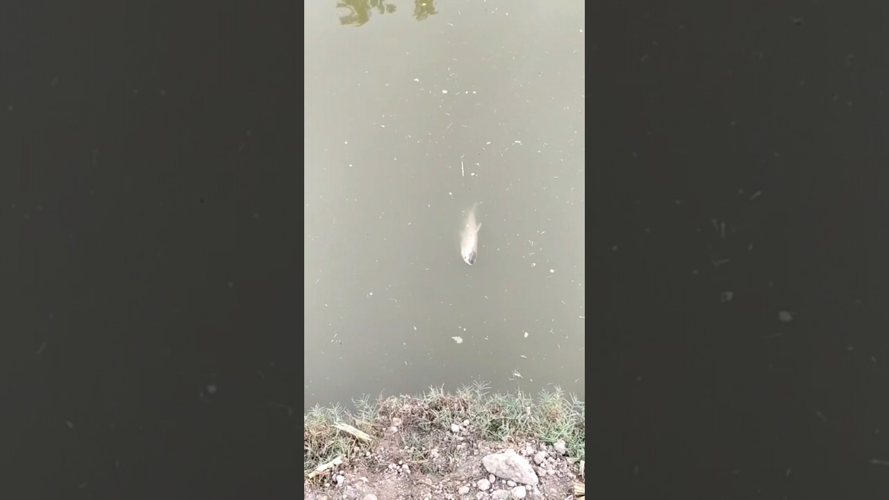 fish mortality due to oxygen deficiency 