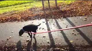 Prachtig Herfsttafereel. Patterdale Terriers Limburg. Rennen Met Honden. Dog Jogging Fall