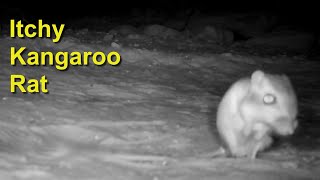 Itchy Kangaroo Rat