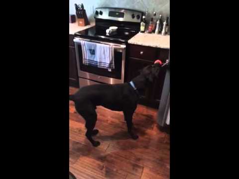 Dog Training with the LIKER Cord - Learning to open the freezer!