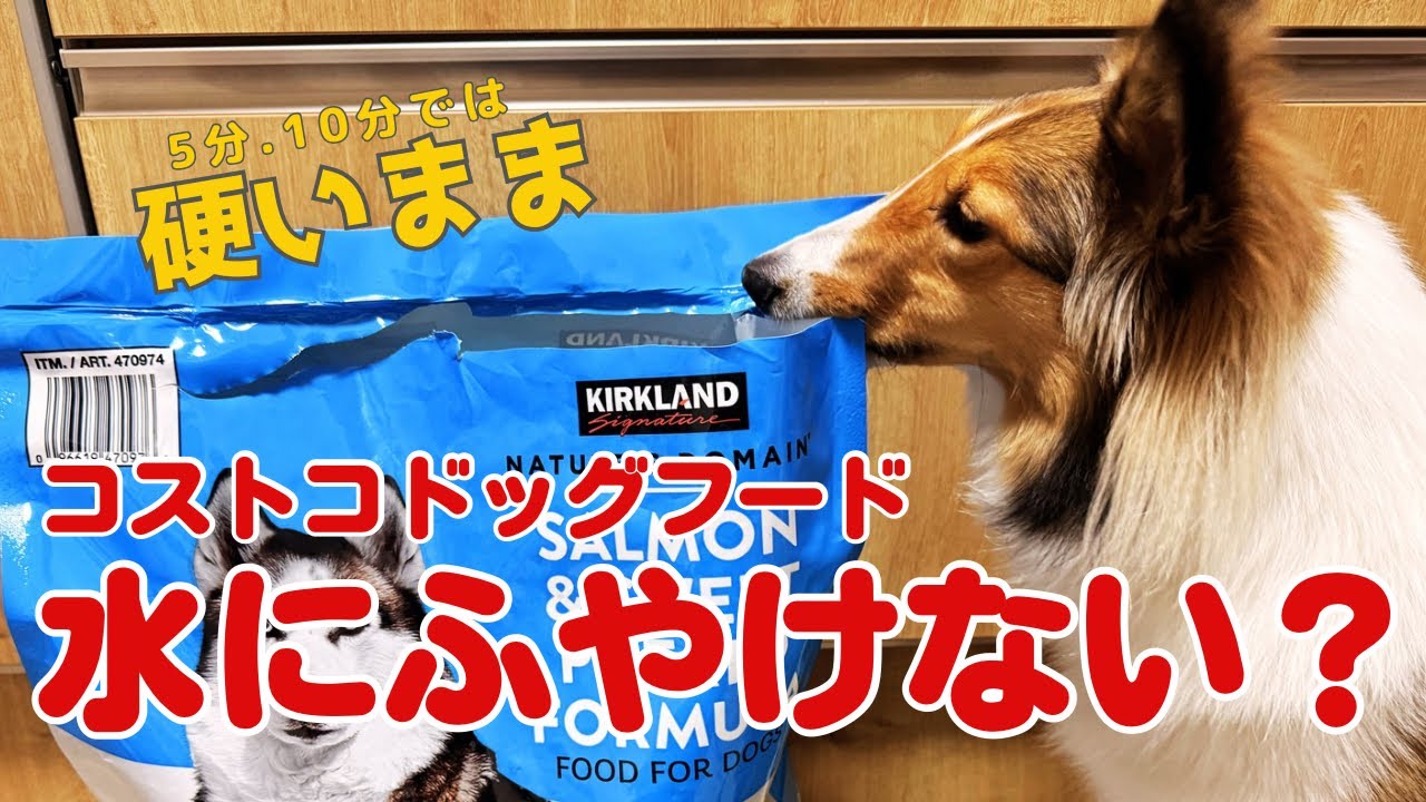 【コストコ】KIRKLAND SIGNATURE ドッグフードは水でふやけない？