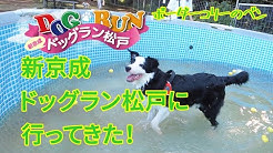 Ben The Bordercollie Youtube Ben The Bordercollie Youtube