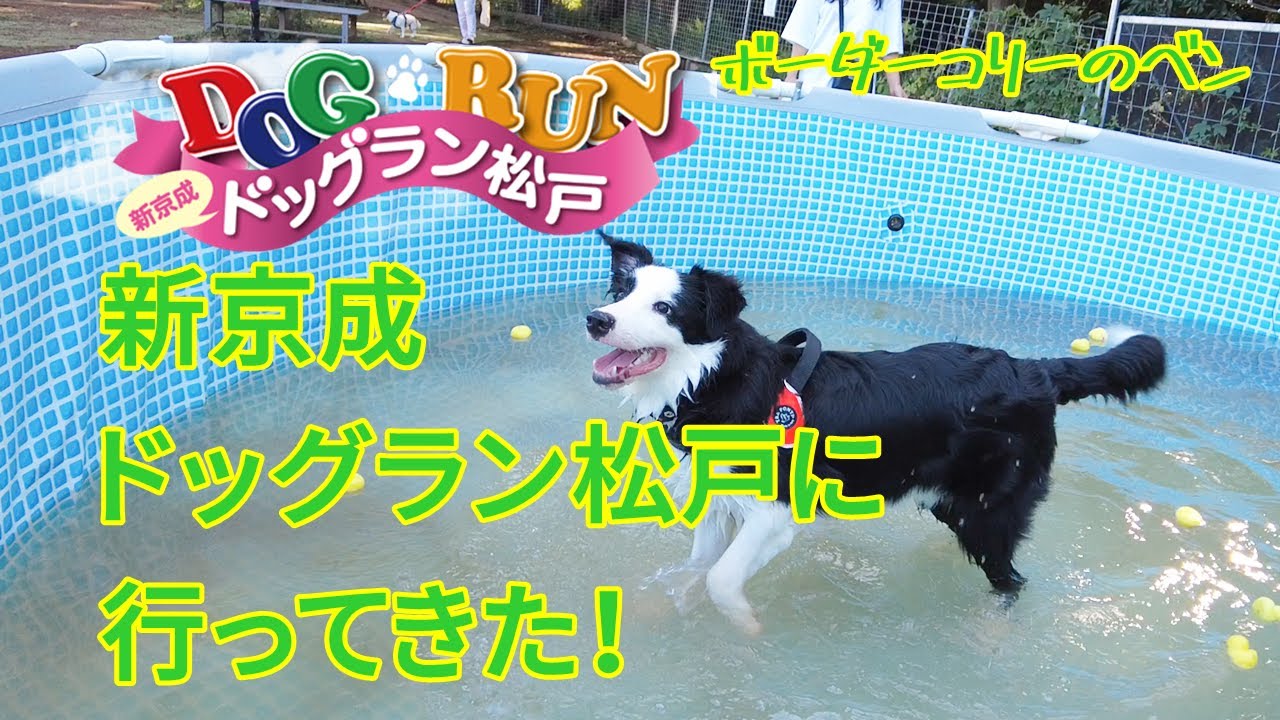 新京成 ドッグラン松戸に行ってきた I Went To Shin Keisei Dog Run Matsudo With My Dog ボーダーコリー 子犬 Bordercollie Youtube