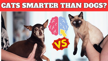 Cats Smarter Than Dogs? Scientists May Finally Have the Answer!