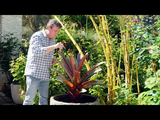 The Garden Gurus - Potting Bromeliads - YouTube