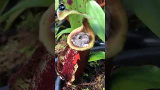 🤯 DEADLIEST Plants That Eat Insects! 🌿 #shorts