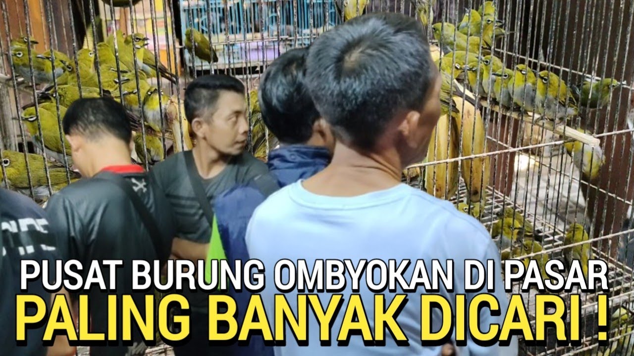 AMBYAR ! KETEMU LAGI BAKUL BURUNG MURAH PLECI OMBYOKAN DI PASAR BURUNG PRAMUKA HARI INI