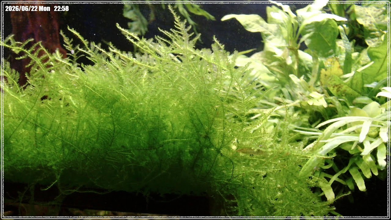 2026/06/22】 Daily Planted Tank Live|自宅水草水槽ライブカメラ 2026/06/22】 Daily Planted Tank Live|自宅水草水槽ライブカメラ