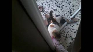 Galiba Renkli Hasta Oluyor😷+🐱=🙀 (Açıklamayı Oku)