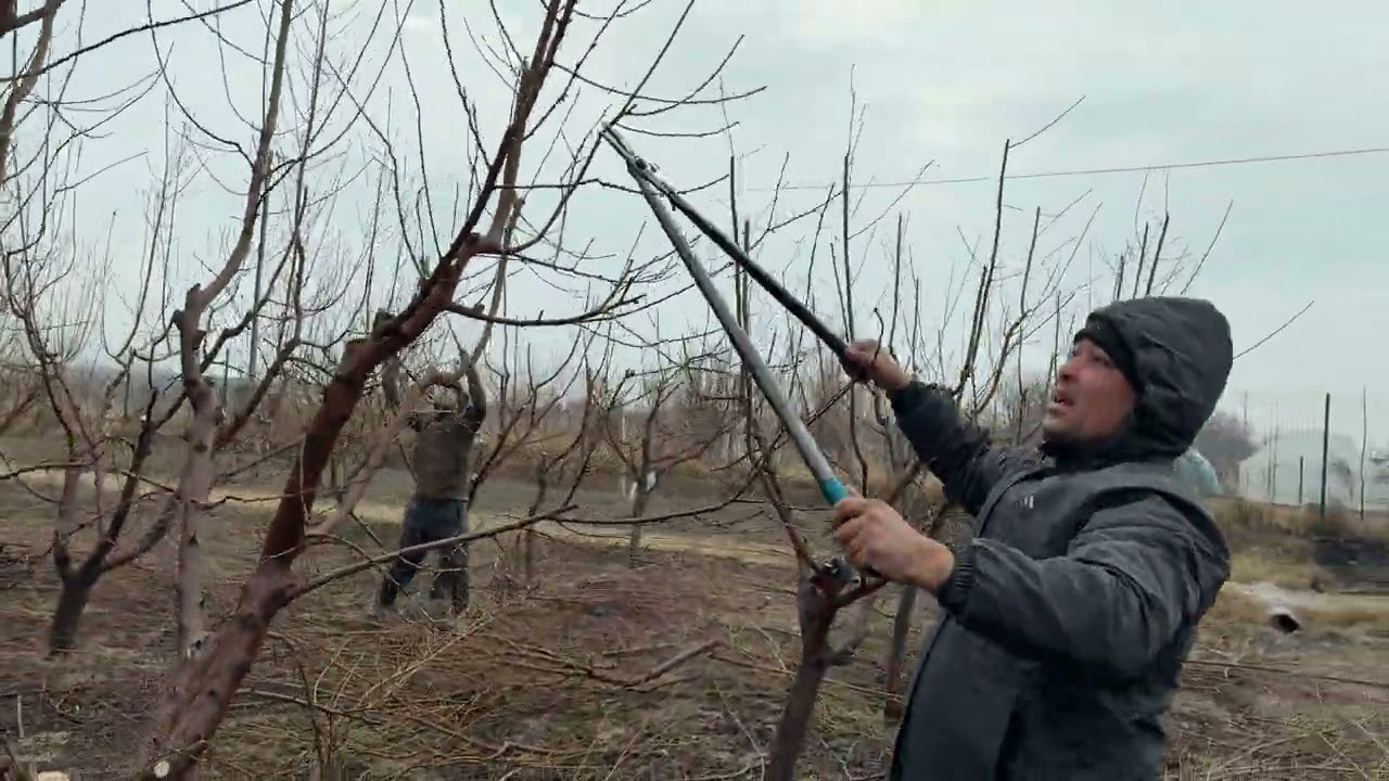 Бухорода шафтоли кесиш.