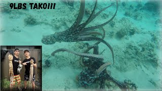 EXTREMELY RARE CATCH WHILE SPEARFISHING SHALLOW WATER!!!! (HAWAII) (TAKO) (MANINI) (OCTOPUS)