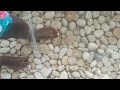 MAC JULIEN Travel vlog Zentophia Spa Grand Palladium Jamaica Cold Water Therapy 