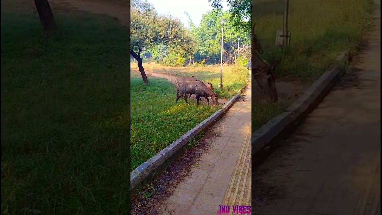 Jnu Natural Beauty 😍//