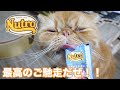 【Nutro　ニュートロ】vsちゅ〜る！？？　エキゾチックショートヘアがブサイクに食らう！頂いた試供品のおやつを猫に与えました