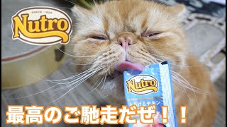 【Nutro　ニュートロ】vsちゅ〜る！？？　エキゾチックショートヘアがブサイクに食らう！頂いた試供品のおやつを猫に与えました