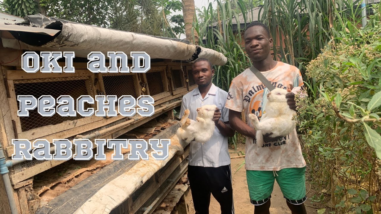 Rabbit farming in Nigeria oki and peaches rabbitry YouTube