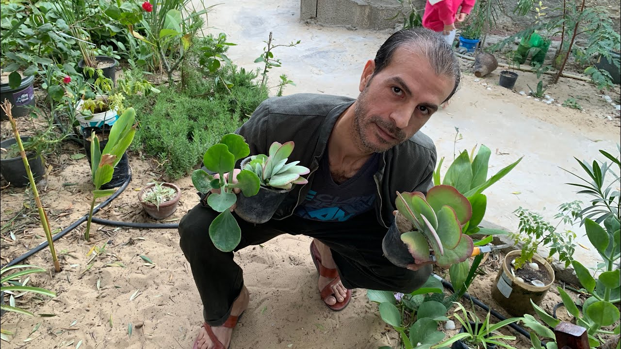 أربع نباتات دائمة الخضرة ولا تموت نهائيًا ولا تحتاج عناية ، ألماسة كلانشو أذن الفيل وخد الجميل