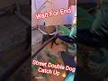 Nepali Boy Double Dog Catch up #streetdogrescue #shorts​ #ytviral​ #pets​ #dog​ #dogs​ #dogshorts​