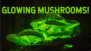 Bioluminescence in Fungi