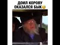 Доил корову оказался бык