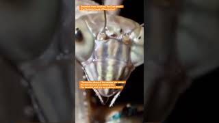 Incredible Insect Archives The Giant Mantisthe Rhythmic Sound Of Pure Instinct