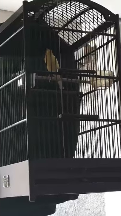 Burung Kenari GOKONG si Kera Sakti Versi 2