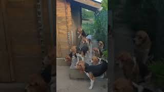 The World's Smartest Beagles