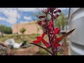 Cardinal Flower: A Beacon for hummingbirds