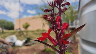 Cardinal Flower: A Beacon for hummingbirds