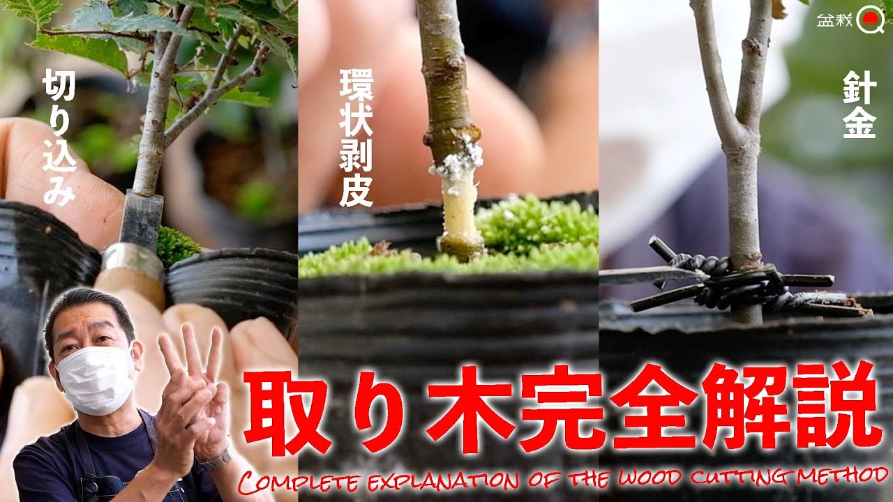 【欅】取り木の方法を完全解説！3種類の取り木とオリジナル方法【盆栽Q】