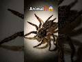 Spider😱#scorpion #millipede #monkey #shorts #frog #dogs #insects #nature #insects