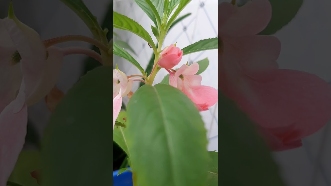 My Flower Plant||Baranda Gardening||Corridor Gardening||Home Gardening